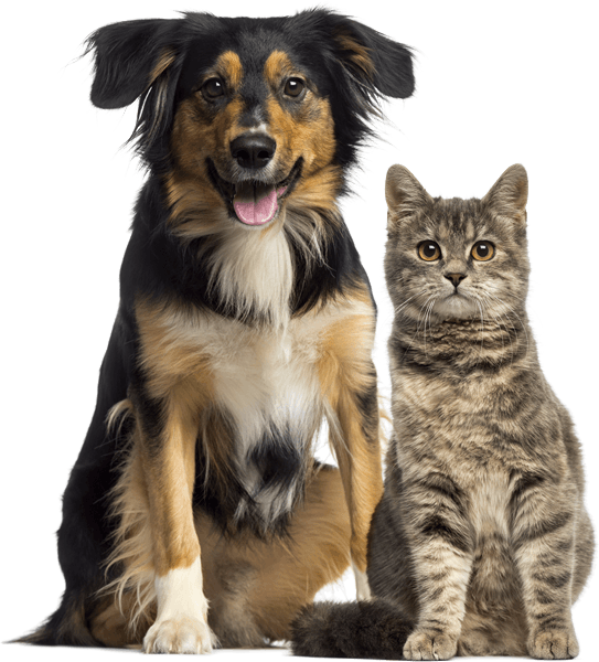 pet rações cão e gato