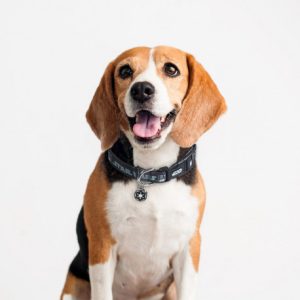 For Fan Pets Coleira Star Wars