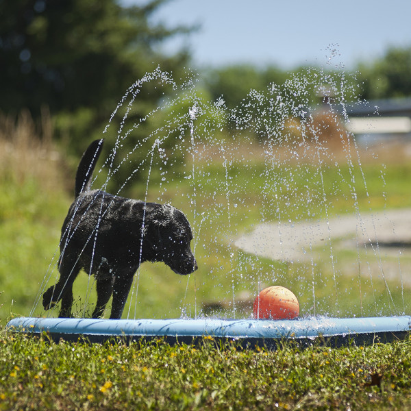 Piscina Com Repuxos De Agua Para Caes